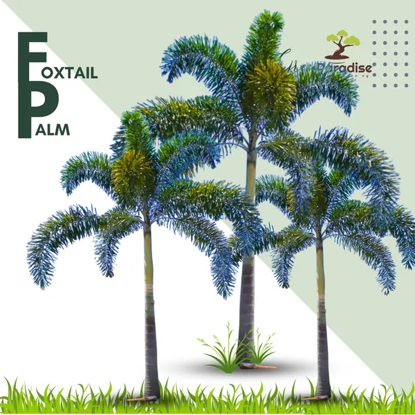 Green_Paradise_Foxtail_Palm_Wodyetia_Bifurcata_Live_Plant_Default_Title