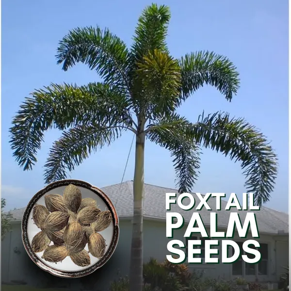 Green_Paradise_Foxtail_Palm_Seeds_Pack_Of_10_Seeds_Default_Title