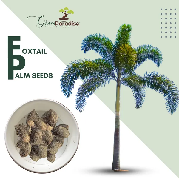 Green_Paradise_Foxtail_Palm_Seeds_Pack_Of_10_Seeds_Default_Title