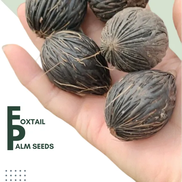 Green_Paradise_Foxtail_Palm_Seeds_Pack_Of_10_Seeds_Default_Title