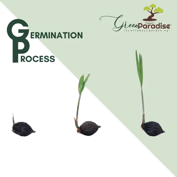 Green_Paradise_Foxtail_Palm_Seeds_Pack_Of_10_Seeds_Default_Title
