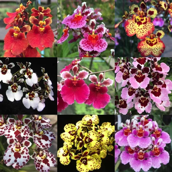 Green_Paradise_Tolumnia_Orchid_Plants_Exotic_And_Rare_Random_Colors_Without_Flowers_Set_Of_3