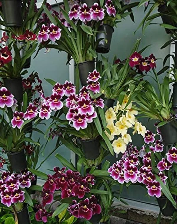 Green_Paradise_Tolumnia_Orchid_Plants_Exotic_And_Rare_Random_Colors_Without_Flowers_Set_Of_3