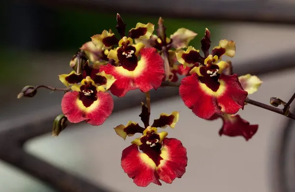 Green_Paradise_Tolumnia_Orchid_Plants_Exotic_And_Rare_Random_Colors_Without_Flowers_Set_Of_3