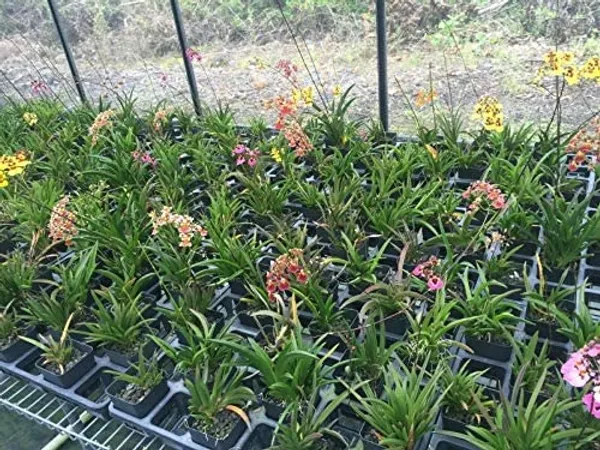 Green_Paradise_Tolumnia_Orchid_Plants_Exotic_And_Rare_Random_Colors_Without_Flowers_Set_Of_3