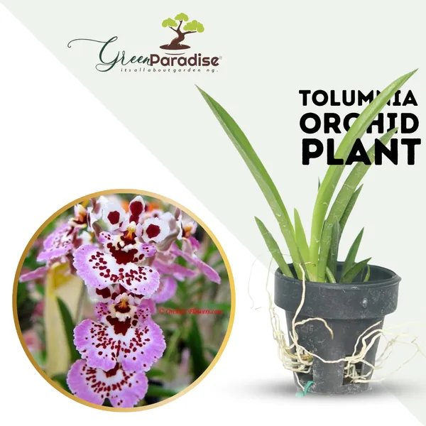 Green_Paradise_Tolumnia_Orchid_Plants_Exotic_And_Rare_Random_Colors_Without_Flowers_Set_Of_3