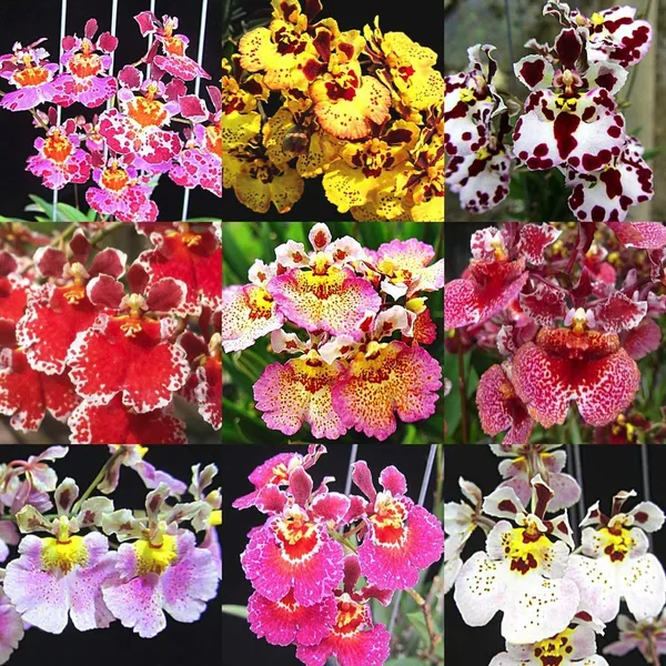 Green_Paradise_Tolumnia_Orchid_Plants_Exotic_And_Rare_Random_Colors_Without_Flowers_Set_Of_3