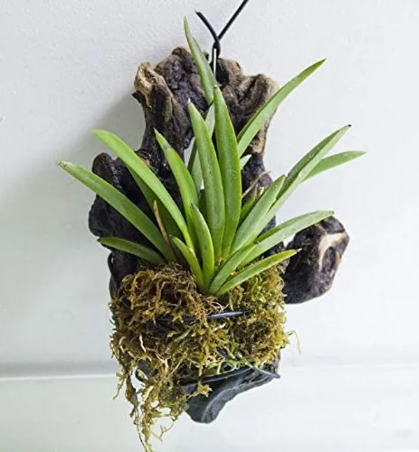 Green_Paradise_Tolumnia_Orchid_Plants_Exotic_And_Rare_Random_Colors_Without_Flowers_Set_Of_5