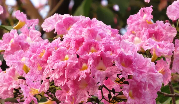 Green_Paradise_Tabebuia_Rosea_Pink_Trumpet_Tree_Seeds_Pack_Of_10