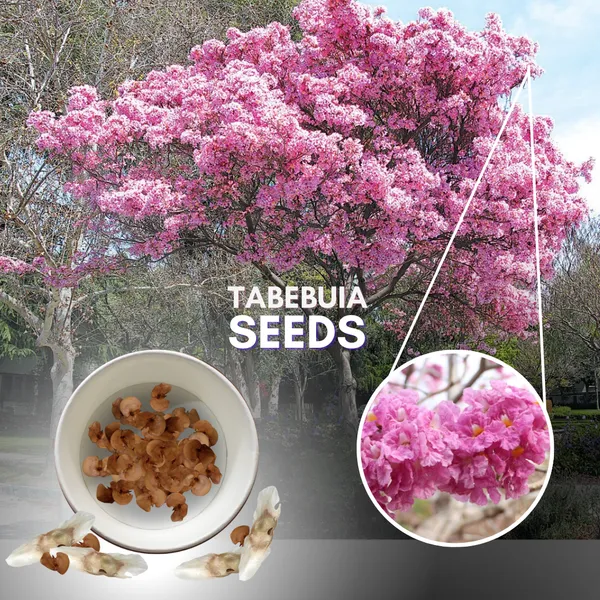 Green_Paradise_Tabebuia_Rosea_Pink_Trumpet_Tree_Seeds_Pack_Of_10