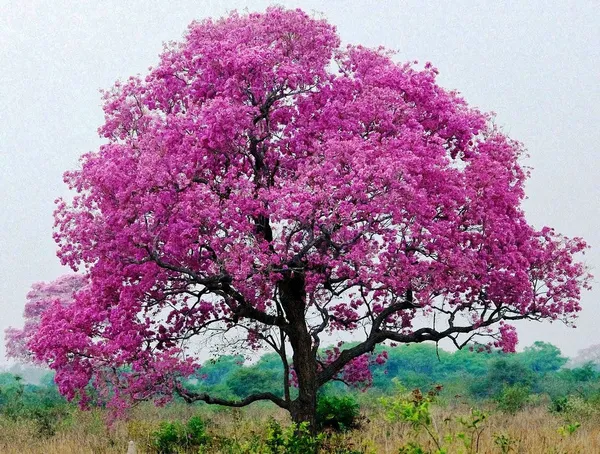 Green_Paradise_Tabebuia_Rosea_Pink_Trumpet_Tree_Seeds_Pack_Of_20