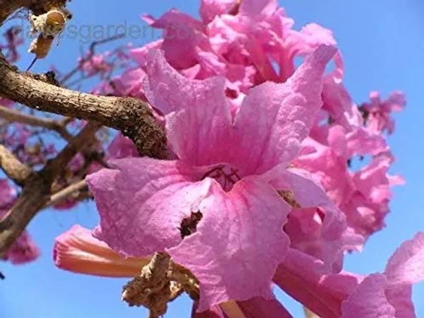 Green_Paradise_Tabebuia_Rosea_Pink_Trumpet_Tree_Seeds_Pack_Of_20