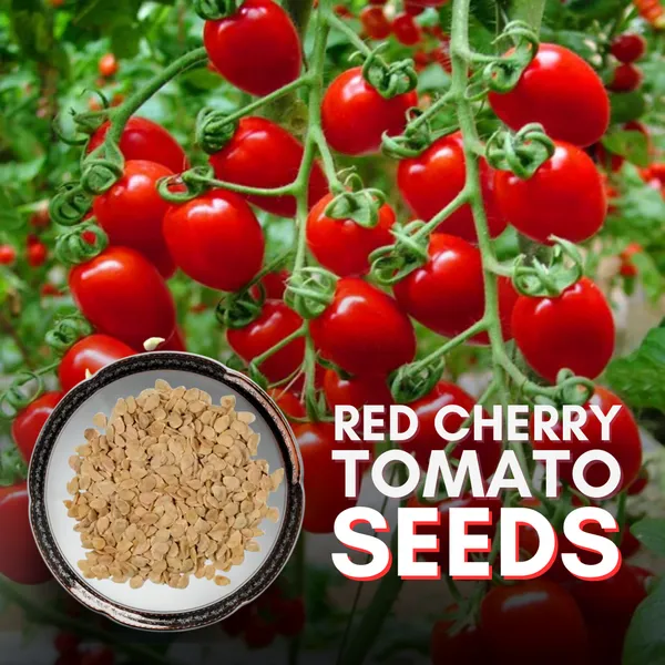 Green_Paradise_Red_Cherry_Tomato_Seeds_Default_Title