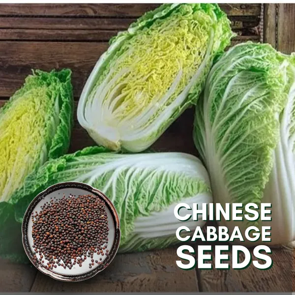 Green_Paradise_Chinese_Cabbage_Seeds_F1_Hybrid_Seeds_Default_Title