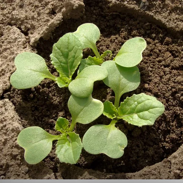 Green_Paradise_Chinese_Cabbage_Seeds_F1_Hybrid_Seeds_Default_Title