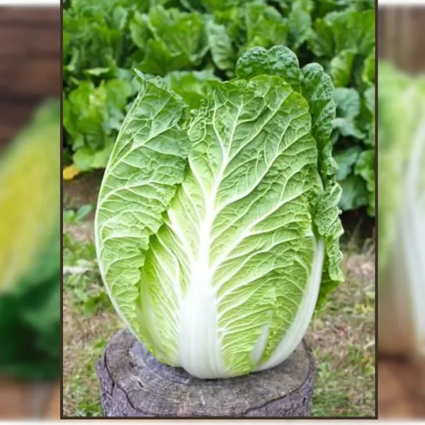 Green_Paradise_Chinese_Cabbage_Seeds_F1_Hybrid_Seeds_Default_Title
