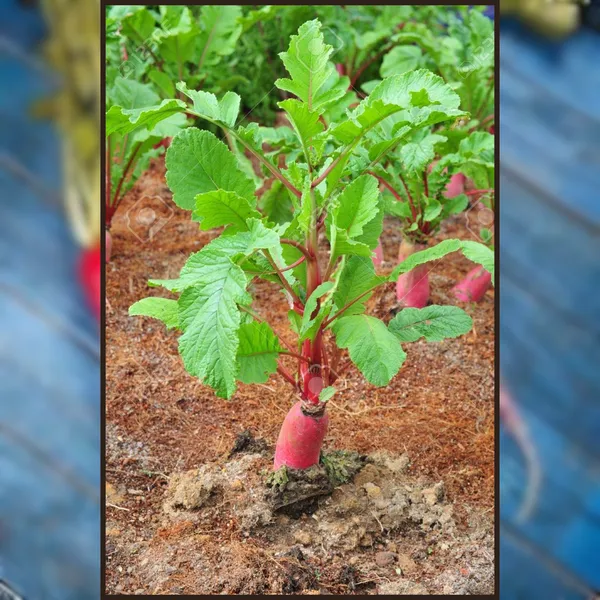 Green_Paradise_Exotic_Red_Radish_Seeds_Pack_Default_Title