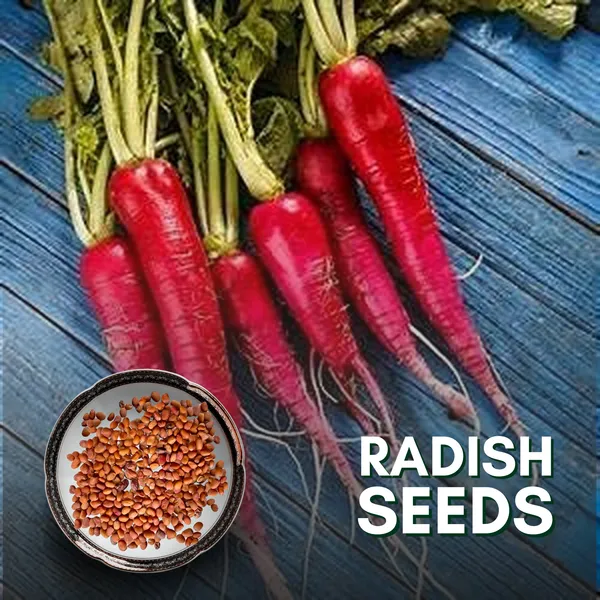 Green_Paradise_Exotic_Red_Radish_Seeds_Pack_Default_Title