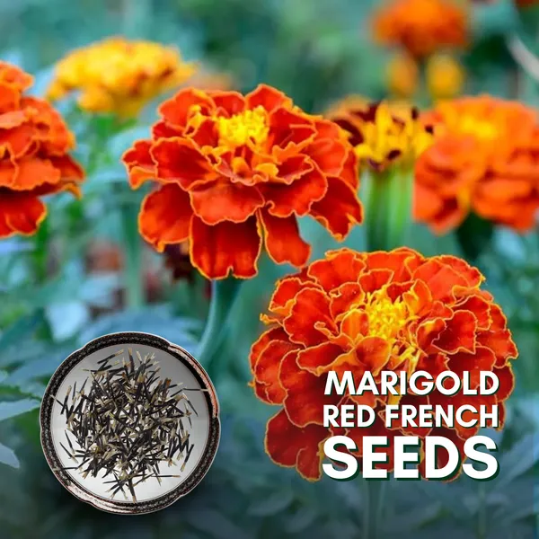 Green_Paradise_Marigold_Red_French_F1_Seeds_Pack_Default_Title