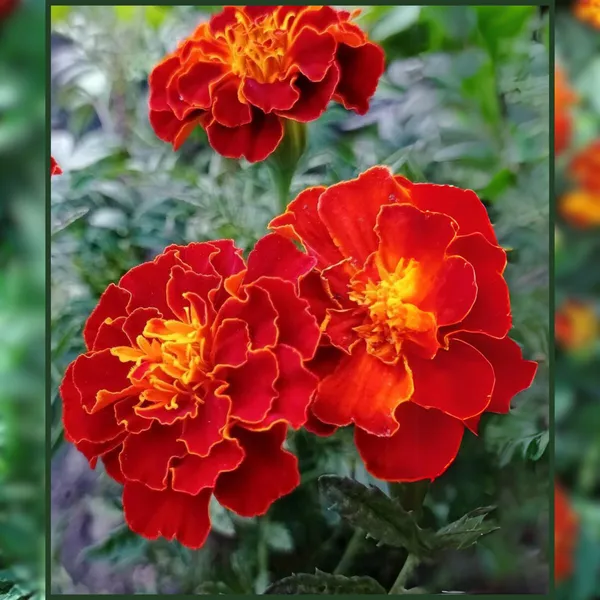 Green_Paradise_Marigold_Red_French_F1_Seeds_Pack_Default_Title