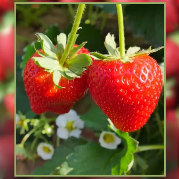 Green_Paradise_Exotic_New_Strawberry_Seeds_Pack_Default_Title