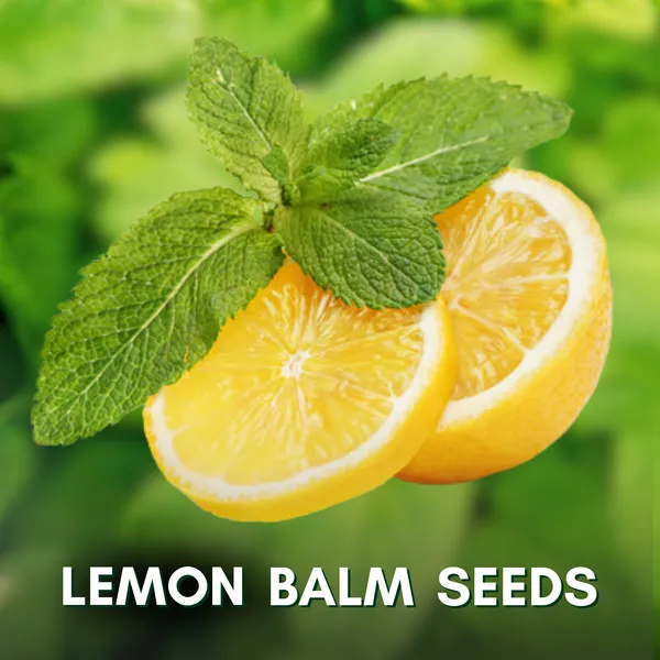 Green_Paradise_Lemon_Balm_Herbs_Seeds_Pack_Default_Title