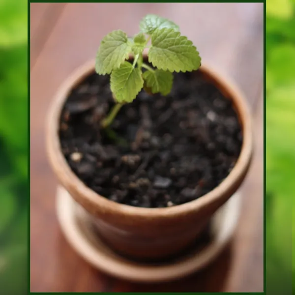 Green_Paradise_Lemon_Balm_Herbs_Seeds_Pack_Default_Title