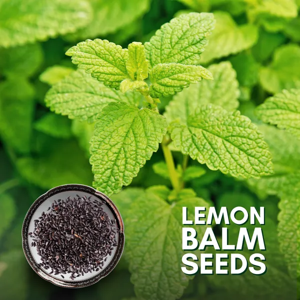 Green_Paradise_Lemon_Balm_Herbs_Seeds_Pack_Default_Title