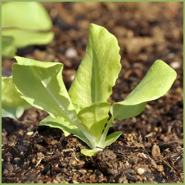 Green_Paradise_F1_Hybrid_Lettuce_Ice_Berg_Seeds_Pack_Default_Title