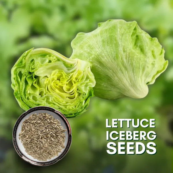 Green_Paradise_F1_Hybrid_Lettuce_Ice_Berg_Seeds_Pack_Default_Title