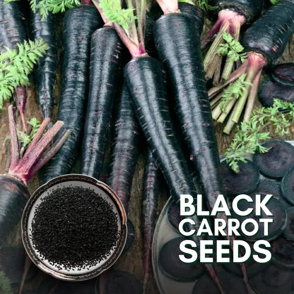 Green_Paradise_F1_Hybrid_Black_Carrot_Seeds_Pack_Default_Title