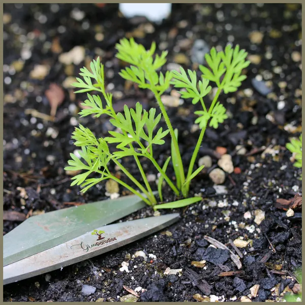 Green_Paradise_F1_Hybrid_Black_Carrot_Seeds_Pack_Default_Title