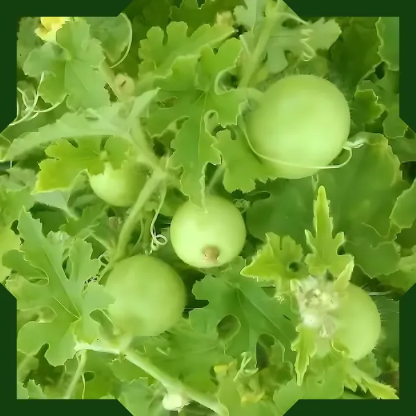 Green_Paradise_Tinda_Fruit_Indian_Round_Gourd_Seeds_Pack_Default_Title