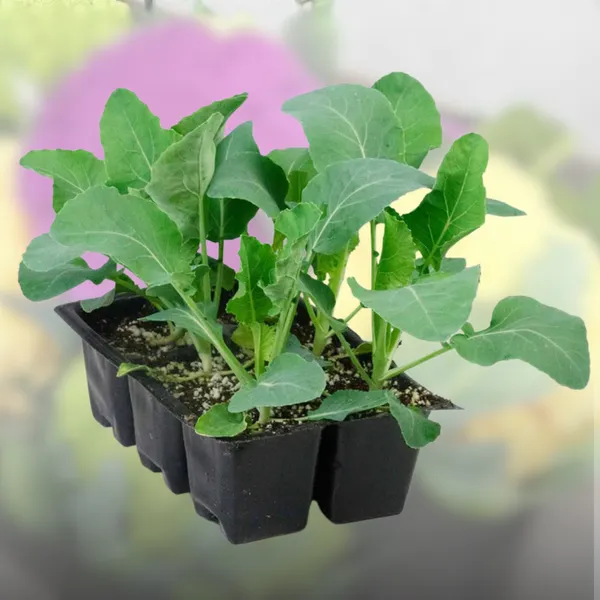 Green_Paradise_F1_Hybrid_Mix_Cauliflower_Seeds_Pack_Default_Title