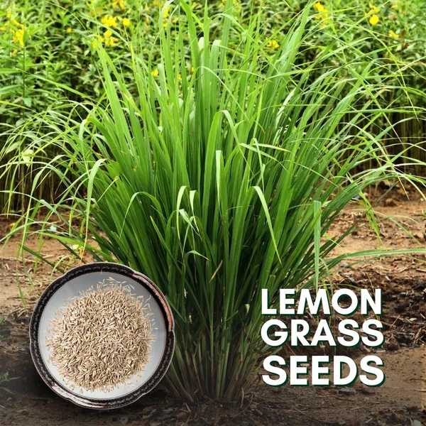 Green_Paradise_Lemon_Grass_Herbs_Seeds_Pack_Default_Title