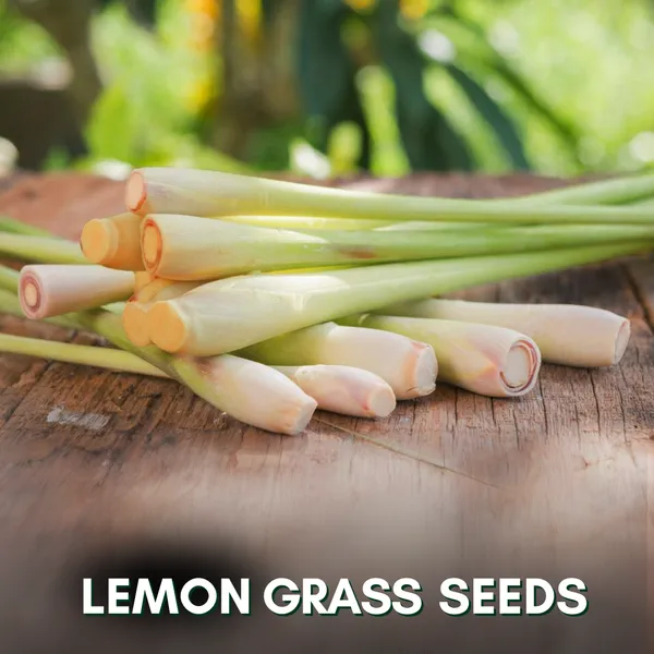 Green_Paradise_Lemon_Grass_Herbs_Seeds_Pack_Default_Title