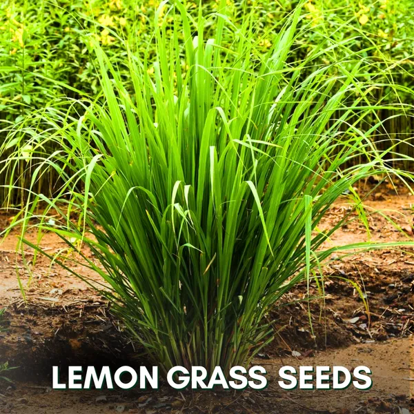 Green_Paradise_Lemon_Grass_Herbs_Seeds_Pack_Default_Title