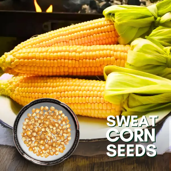 Green_Paradise_Sweat_Corn_F1_Hybrid_Seeds_Pack_Default_Title