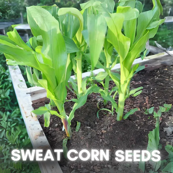Green_Paradise_Sweat_Corn_F1_Hybrid_Seeds_Pack_Default_Title