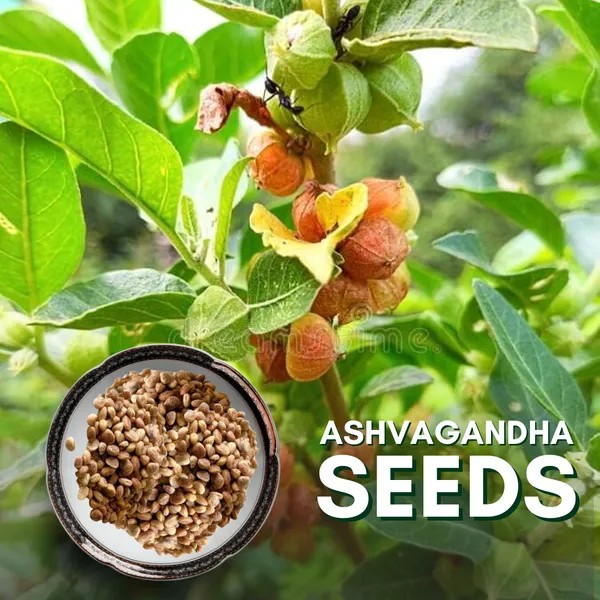 Green_Paradise_Ashvagandha_Herbs_Seeds_Pack_Default_Title