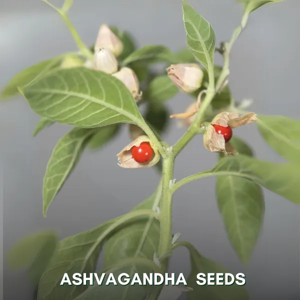 Green_Paradise_Ashvagandha_Herbs_Seeds_Pack_Default_Title