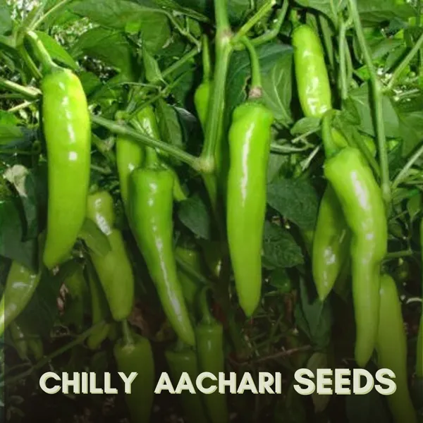 Green_Paradise_Chilly_Achari_F1_Hybrid_Seeds_Pack_Default_Title