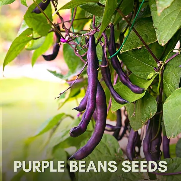 Green_Paradise_Purple_Beans_Seeds_Pack_Default_Title