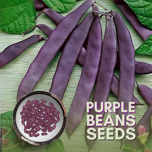 Green_Paradise_Purple_Beans_Seeds_Pack_Default_Title