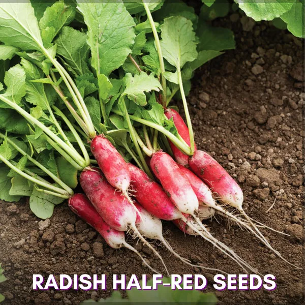 Green_Paradise_Radish_Half_Red_F1_Hybrid_Seeds_Pack_Default_Title