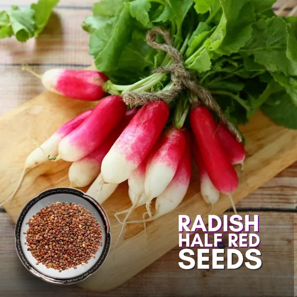 Green_Paradise_Radish_Half_Red_F1_Hybrid_Seeds_Pack_Default_Title