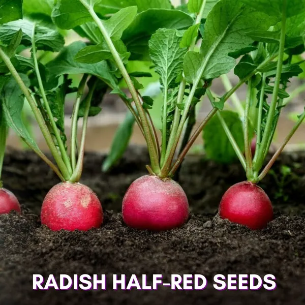 Green_Paradise_Radish_Half_Red_F1_Hybrid_Seeds_Pack_Default_Title