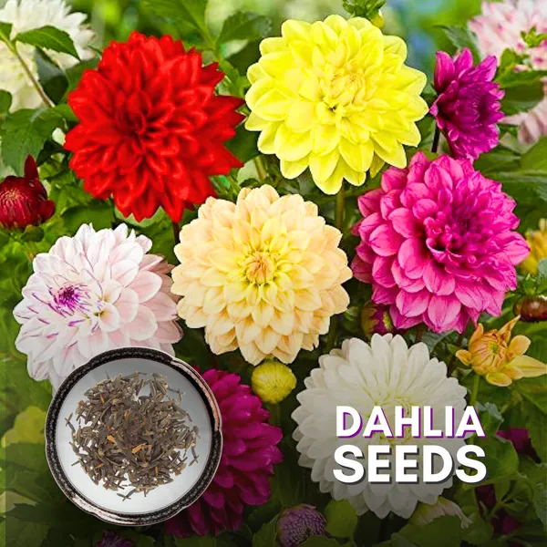 Green_Paradise_Dahlia_Flower_Seeds_Pack_Default_Title