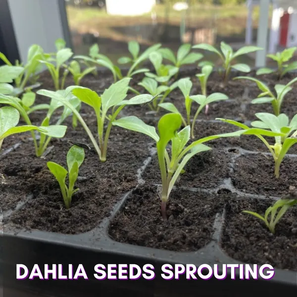 Green_Paradise_Dahlia_Flower_Seeds_Pack_Default_Title