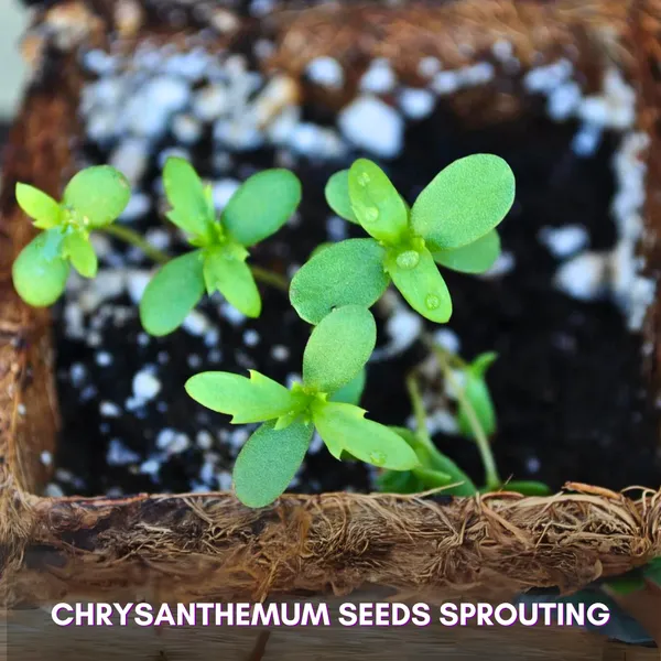 Green_Paradise_Chrysanthemum_Flower_Seeds_Pack_Default_Title